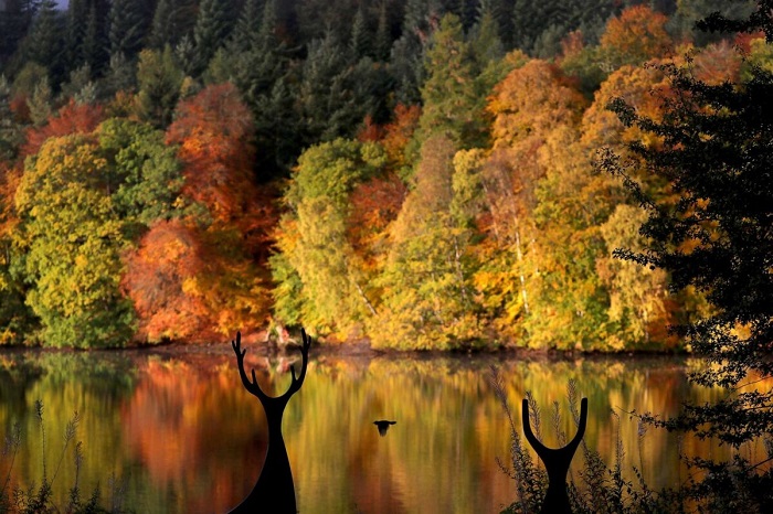 Rừng lá vàng phản chiếu trên hồ Loch Faskally ở thị trấn Pitlochry, Scotland. 