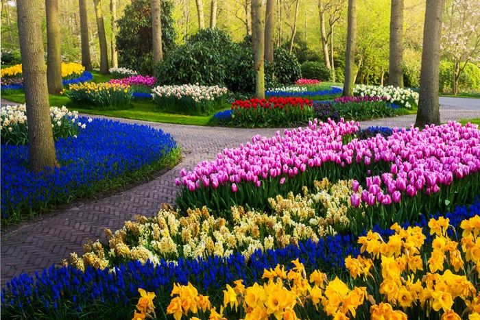 Ngắm nhìn vườn hoa Keukenhof đẹp nhất thế giới qua màn ảnh