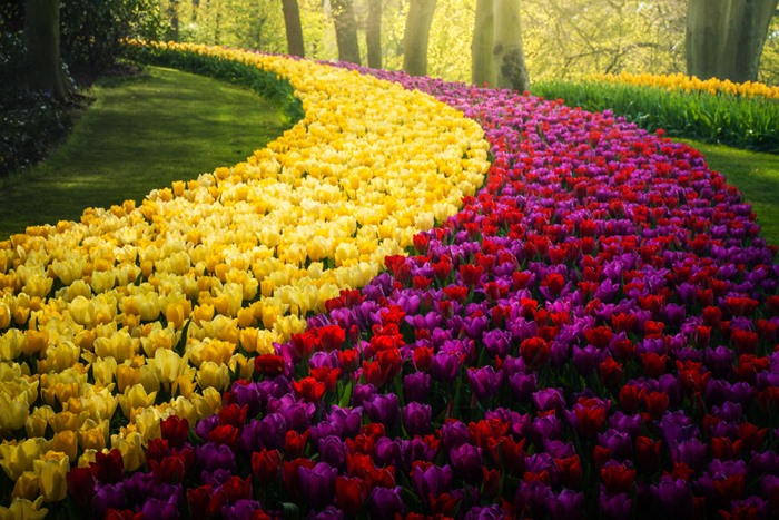 Ngắm nhìn vườn hoa Keukenhof đẹp nhất thế giới qua màn ảnh