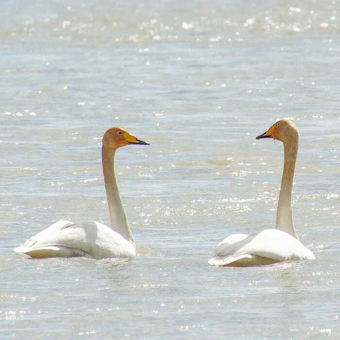 khu bảo tồn thiên nga ở Bayanbulak