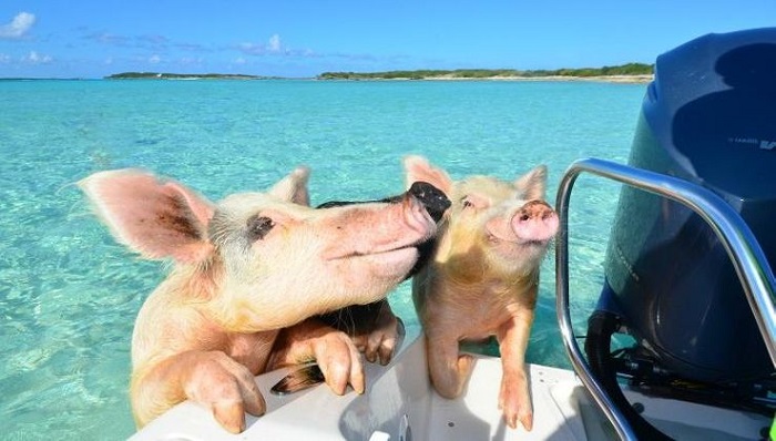 Thiên đường “đảo lợn” có 1-0-2 ở Bahamas-7