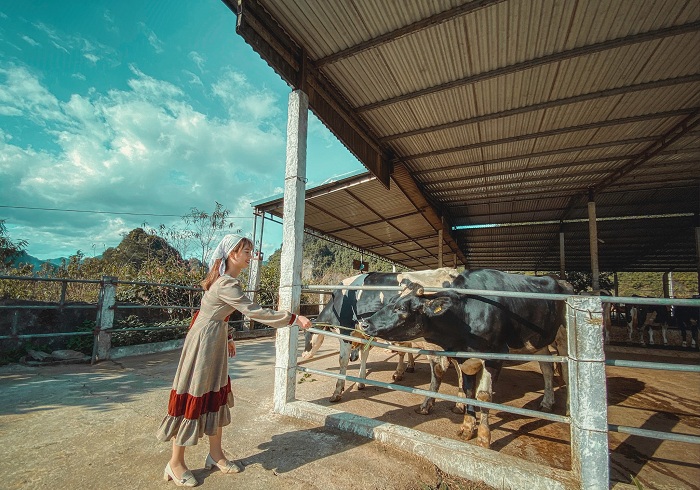 Trang trại bò sữa Mộc Châu Daily Farm với trải nghiệm &#39;trồng rau, nuôi bò&#39;  và ti tỉ thứ hay ho khác