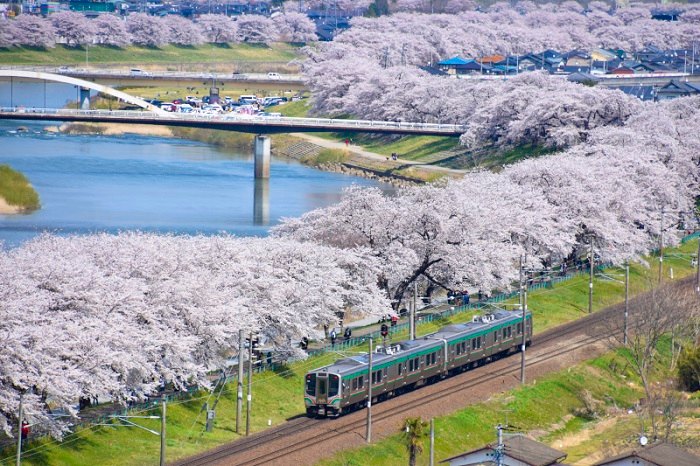 mùa hoa anh đào của Nhật Bản