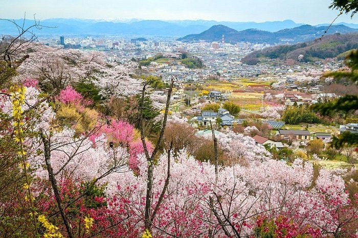 mùa hoa anh đào của Nhật Bản