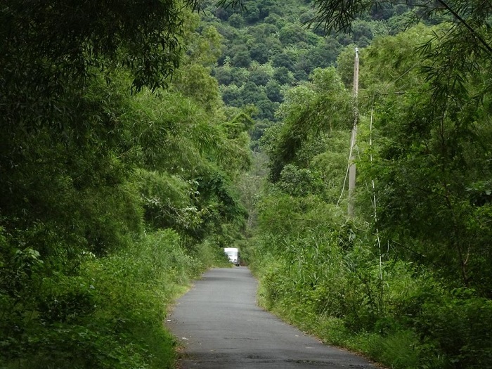 vườn tre ở miền Nam 