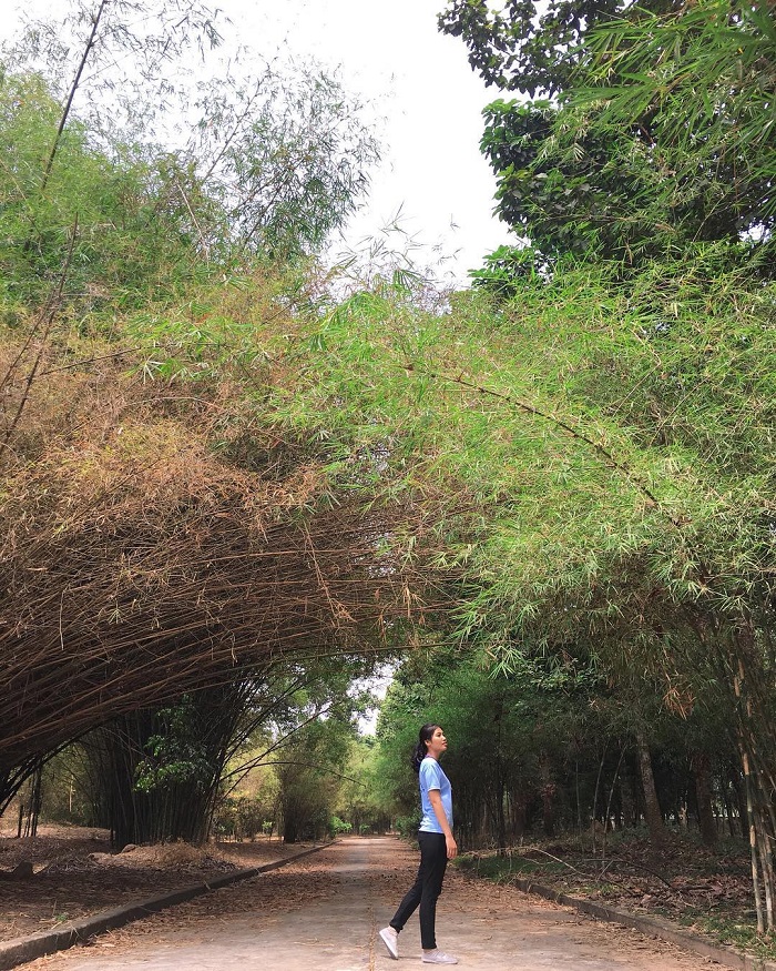 vườn tre ở miền Nam 