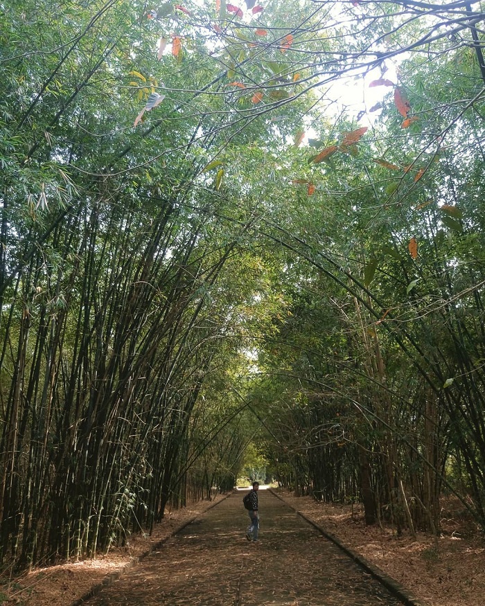 vườn tre ở miền Nam 