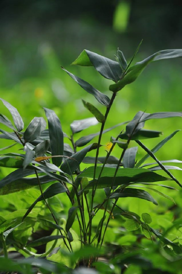 vườn tre ở miền Nam 