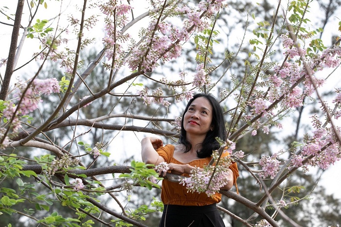 apricot blossom in Vung Tau 