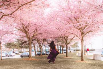 Ngắm cảnh hoa anh đào nở rộ tại Vancouver, nơi từng có lễ hội nổi tiếng nhất Bắc Mỹ