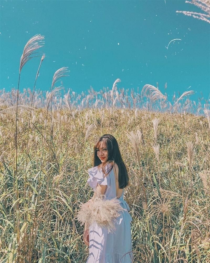 ‘Rụng tim’ trước những cánh đồng cỏ lau đẹp ở Việt Nam cứ lên hình là ‘chất như nước cất’