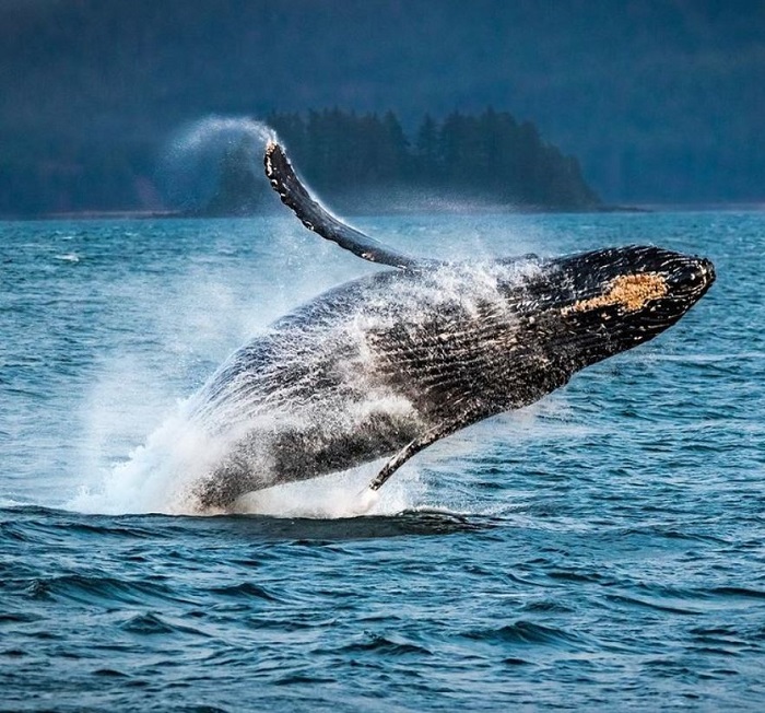 đảo gấu ở Bắc Mỹ