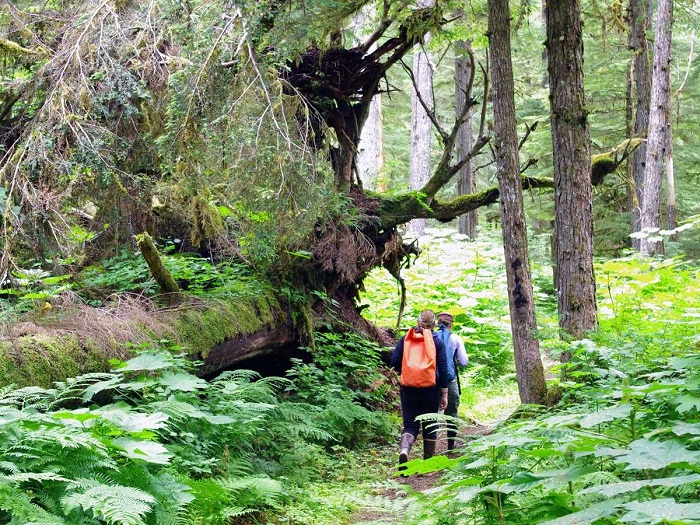 đảo gấu ở Bắc Mỹ
