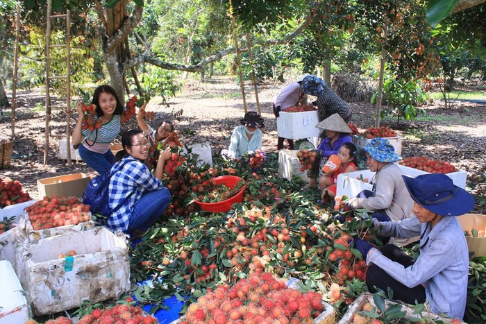 Ghé thăm vườn trái cây Lái Thiêu – ‘Thánh địa” hoa quả hấp dẫn tại Bình Dương