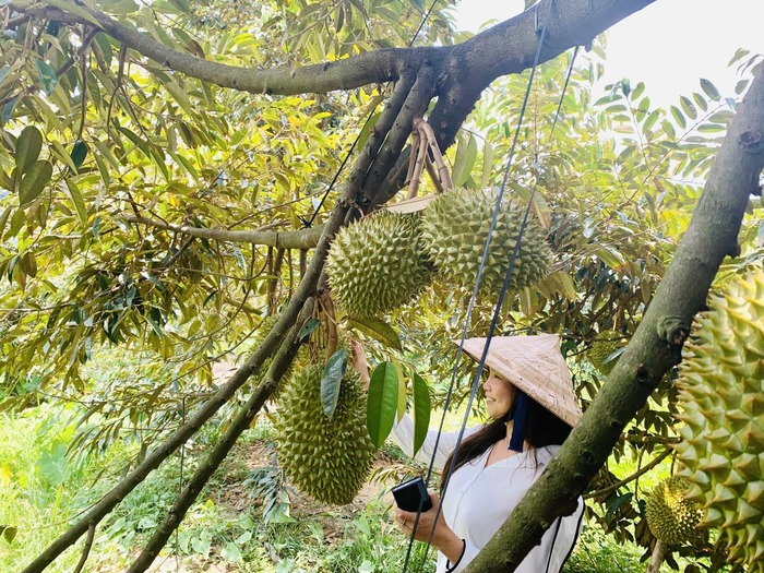 Ghé thăm vườn trái cây Lái Thiêu – ‘Thánh địa” hoa quả hấp dẫn tại Bình Dương