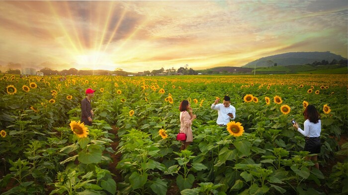 Dạo bước giữa cánh đồng hoa hướng dương Nghệ An – Thả hồn vào khung cảnh ‘mùa vàng’ độc đáo nơi xứ Nghệ