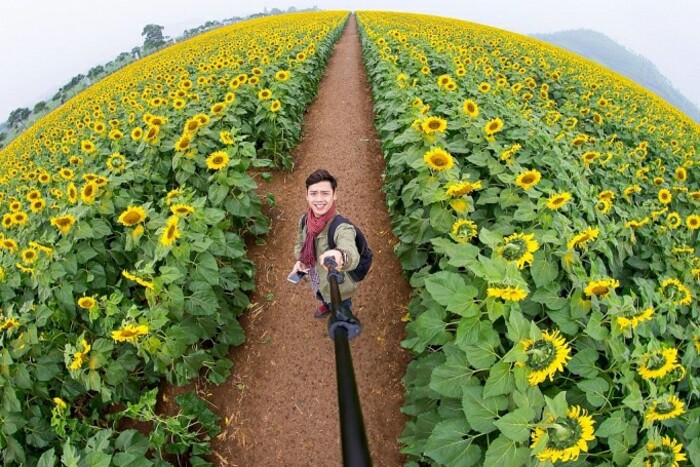 Dạo bước giữa cánh đồng hoa hướng dương Nghệ An – Thả hồn vào khung cảnh ‘mùa vàng’ độc đáo nơi xứ Nghệ