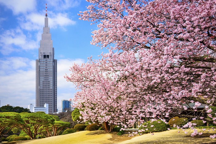 Ngắm hoa anh đào ở Tokyo