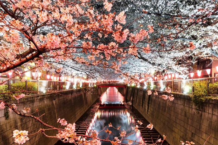 Ngắm hoa anh đào ở Tokyo