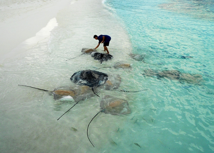 Du lịch Maldives - Cho cá đuối ăn là một trải nghiệm thú vị tại Maldives