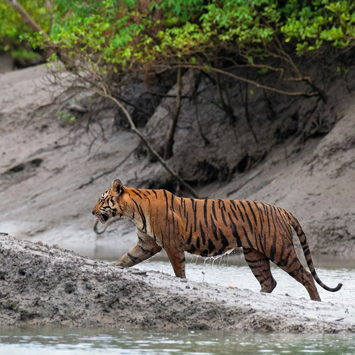 Khám phá Sundarbans khi du lịch Bangladesh