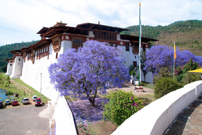 Du lịch Bhutan ngắm hoa phượng tím vào mùa xuân