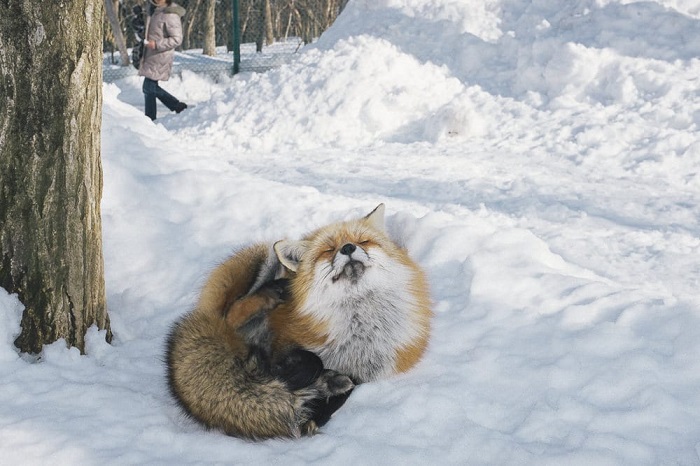 Làng cáo Zao Kitsune Nhật Bản 