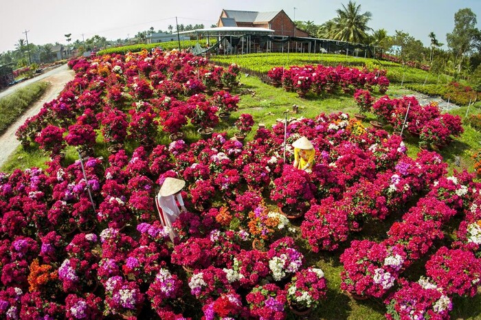 Chợ hoa Tết nổi tiếng miền Tây - Chợ hoa Chợ Lách