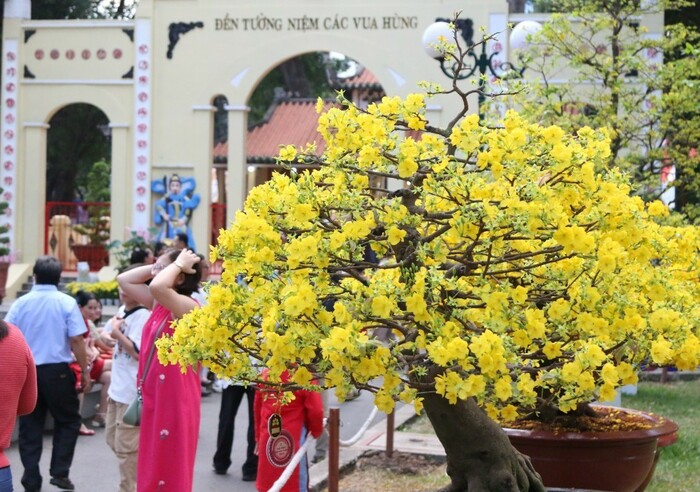 Chợ hoa Tết ở TP HCM - Hội Hoa Xuân Tao Đàn 2025