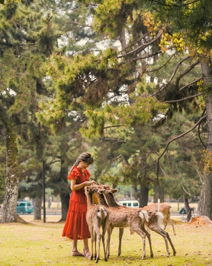 công viên Nara Nhật Bản 