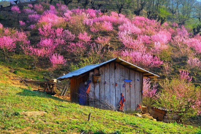 Thôn Lao Chải đẹp bình dị theo kinh nghiệm du lịch Bát Xát Lào Cai