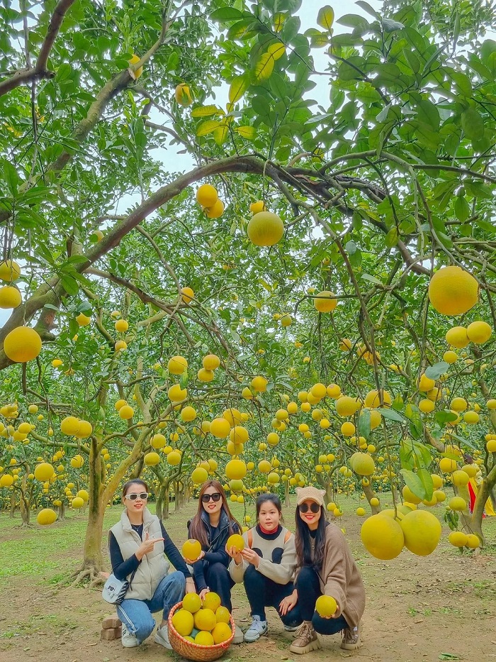 Chắc chắn bạn sẽ có hàng trăm tấm hình đậm chất Tết ở vườn bưởi Diễn Hà Nội