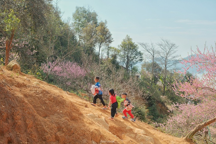 Trẻ em men theo sườn dốc giữa mùa hoa đào nở rộ - hình ảnh quen thuộc của những em bé vùng cao. Ảnh: Diệp Hữu Đạt