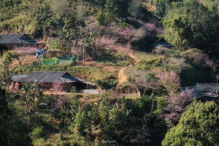 Con đường đất đỏ quen thuộc của Tà Xùa trở nên dịu dàng hơn trong sắc hồng hoa đào và làn mây phủ lưng chừng núi. Ảnh: Diệp Hữu Đạt