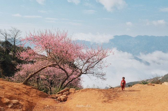 Hoa đào Tà Xùa bung nở đúng thời điểm biển mây xuất hiện dày, tạo nên khung cảnh hiếm gặp khi sắc hồng bồng bềnh giữa tầng mây trắng. Ảnh: Diệp Hữu Đạt