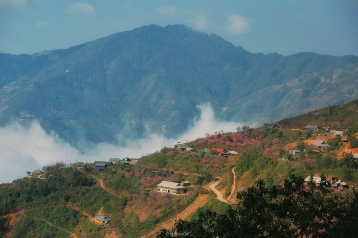 Mùa xuân về trên Tà Xùa (Sơn La), khi hoa đào nở rộ dọc các sườn núi, ôm lấy bản làng nhỏ giữa biển mây bồng bềnh. Ảnh: Diệp Hữu Đạt