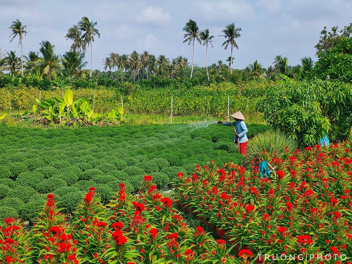 Đâu đâu cũng là hoa bung nở khoe sắc xuân tại Làng hoa miền Tây đẹp