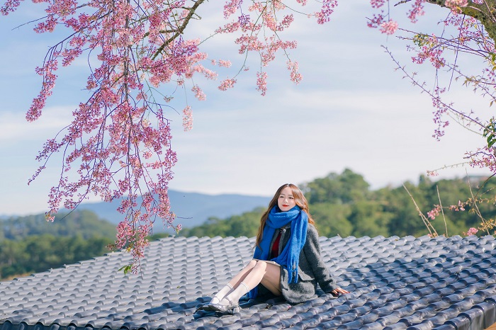 Lễ hội hoa mai anh đào Đà Lạt