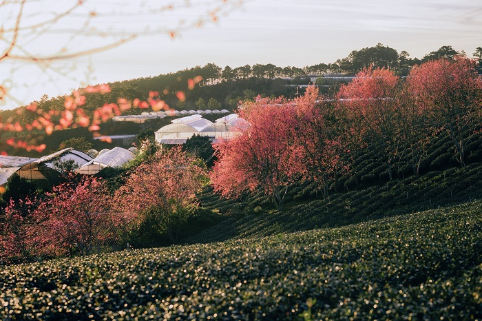 Tham gia Lễ hội hoa mai anh đào Đà Lạt ngay thôi nào