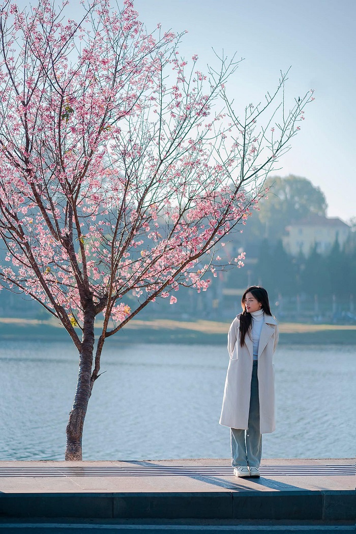 Hồ Xuân Hương thơ mộng trong Lễ hội hoa mai anh đào Đà Lạt