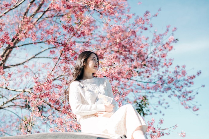 Mộng Đào Nguyên cũng có một Lễ hội hoa mai anh đào Đà Lạt