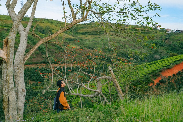 Đồi chè Cầu Đất lên ảnh lịch trình 3 ngày du lịch đà lạt dịp tết