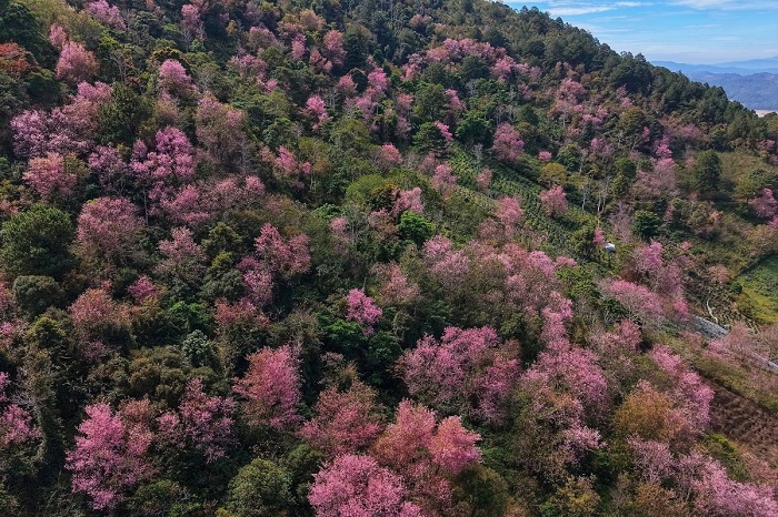 Mai anh đào nở xen lẫn cây cà phê, đồi chè tại Mộng Đào Nguyên Đà Lạt