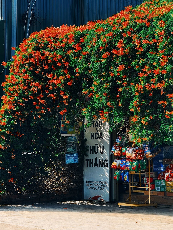 Ngôi nhà hoa xác pháo Lâm Đồng nằm ở xã Gia Hiệp