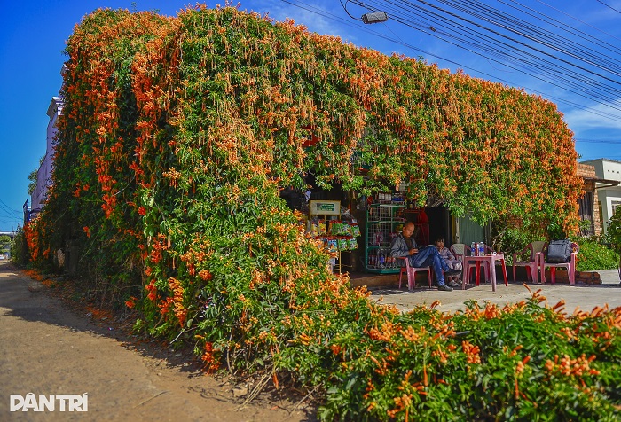 Cây bao trùm cả ngôi nhà hoa xác pháo Lâm Đồng tạo nên cảnh tượng nên thơ