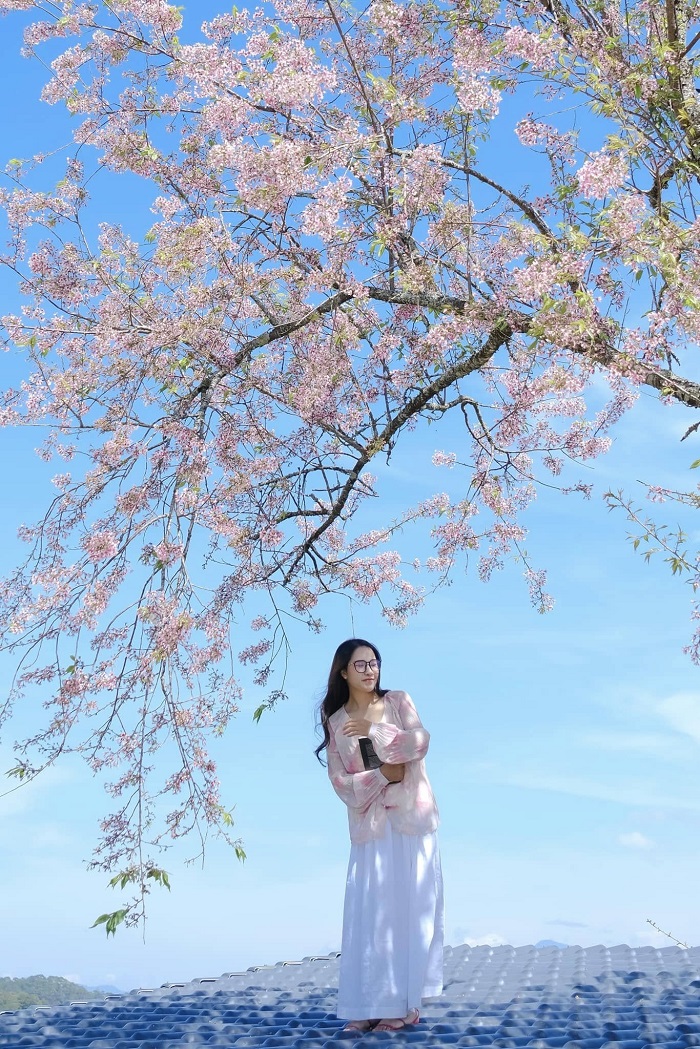 Mai anh đào nở khắp phố núi Đà Lạt đẹp không kém ngôi nhà hoa xác pháo Lâm Đồng