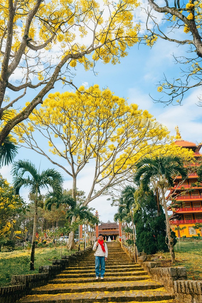 Hoa phượng vàng ở Tu viện Bát Nhã đẹp rực rỡ chẳng kém ngôi nhà hoa xác pháo Lâm Đồng