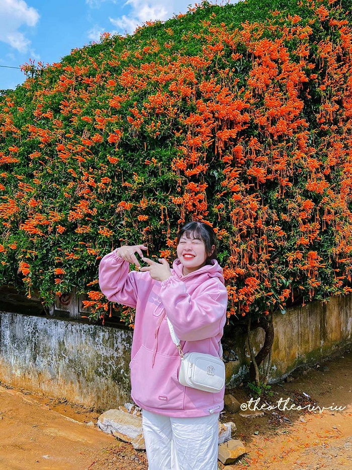 Khung cảnh ấn tượng ngôi nhà hoa xác pháo Lâm Đồng 