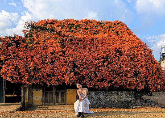 Ngôi nhà hoa xác pháo Lâm Đồng ở xã Bảo Lâm 2 hút khách check in