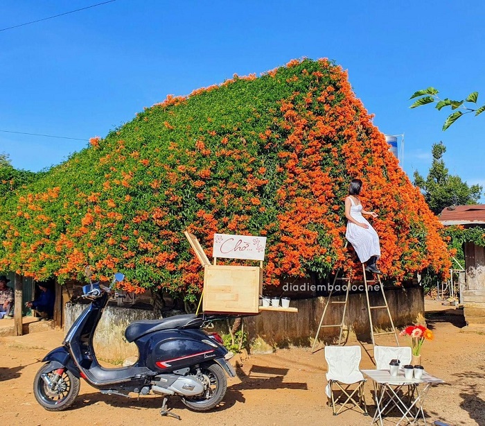 Tha hồ ngồi chill chill tại ngôi nhà hoa xác pháo Lâm Đồng